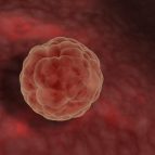 Highres 3d rendering of blastocyst (early developmental stage of the fetus).